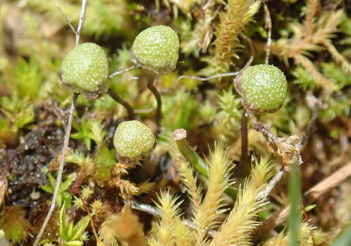 Image of Mannia gracilis (F. Weber) D. B. Schill & D. G. Long