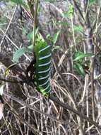 Image of Rothschildia jacobaeae (Walker 1855)