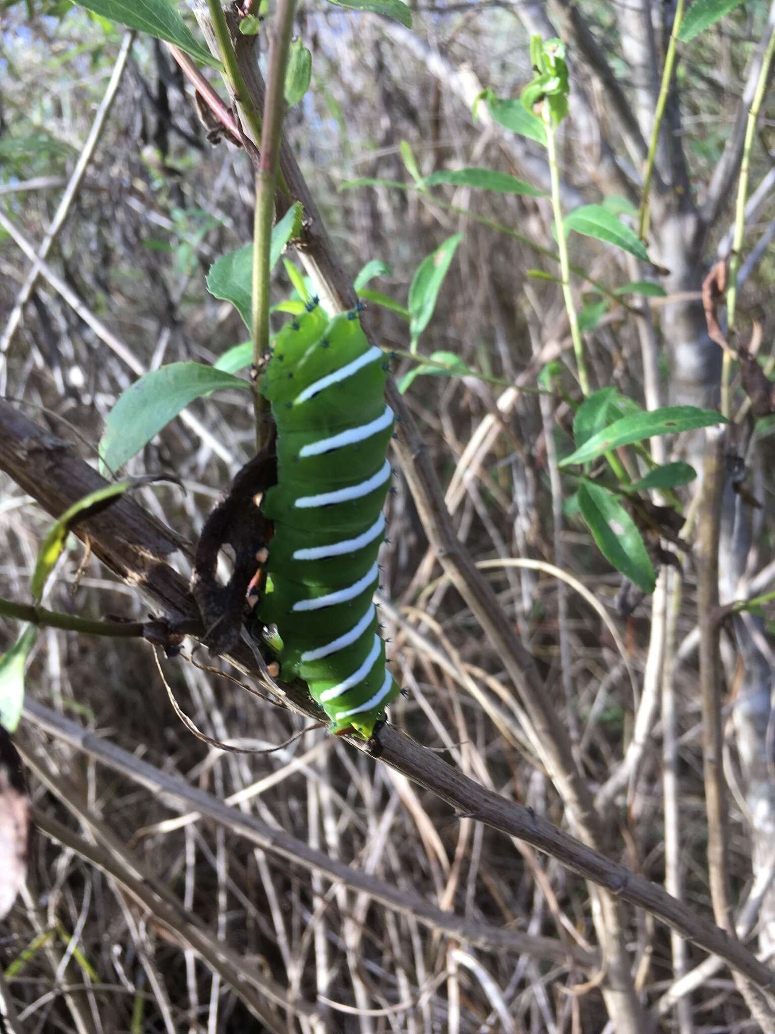 Image of Rothchild's Atlas Moth