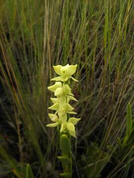 Image de Epidendrum dendrobioides Thunb.