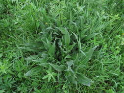 Image of Queen Anne's thistle