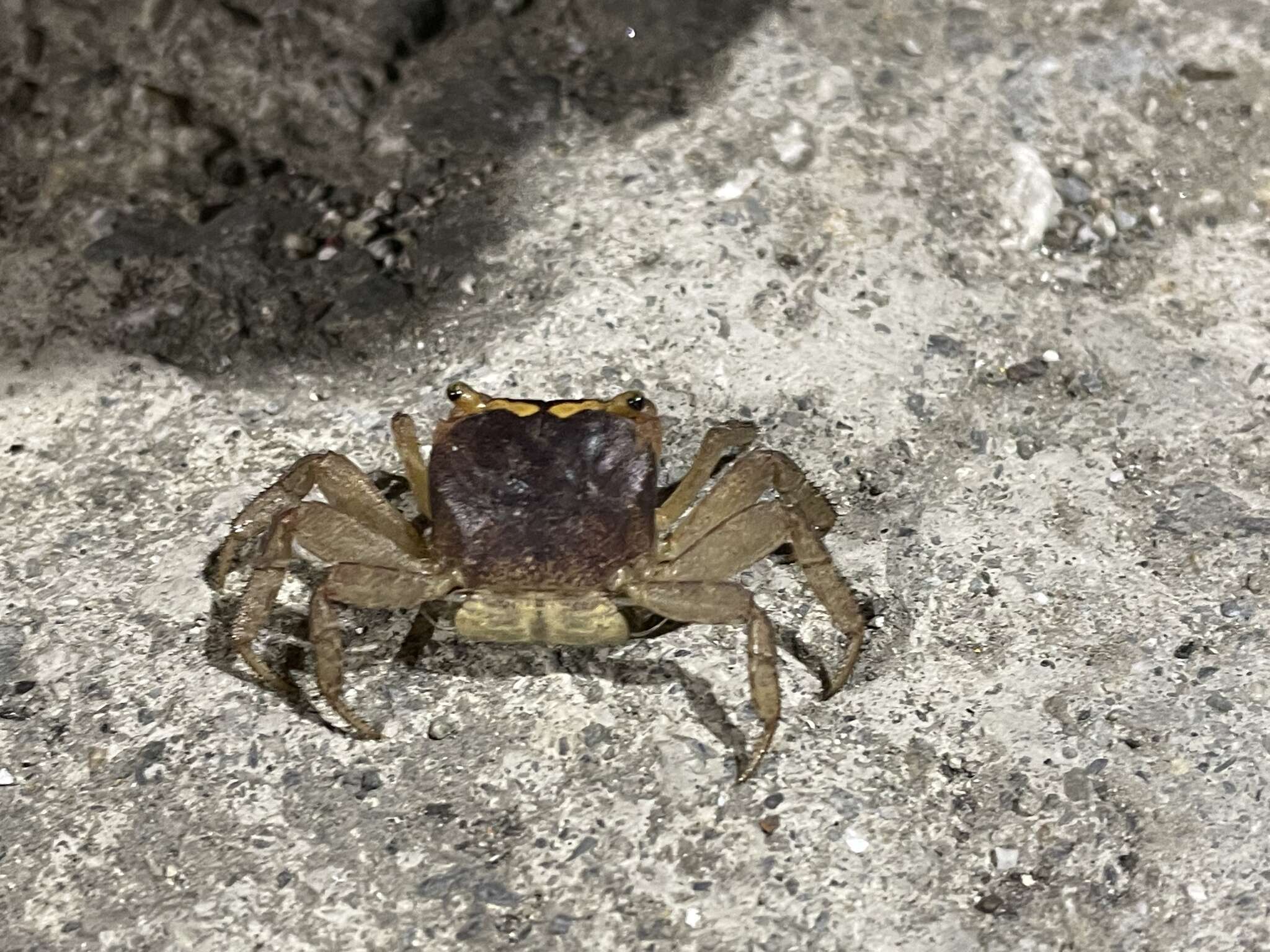 Image of apple crab