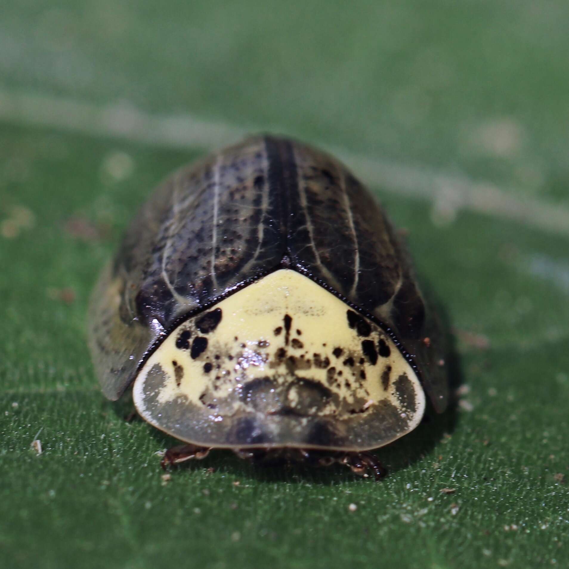 Слика од Physonota alutacea Boheman 1854