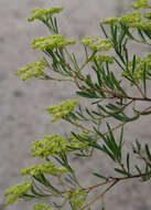 Image of Trachymene valida (F. Müll.) M. Hiroe