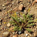 Image of Senecio tristis Phil.