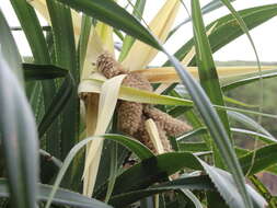 Image of Pandanus odorifer (Forssk.) Kuntze