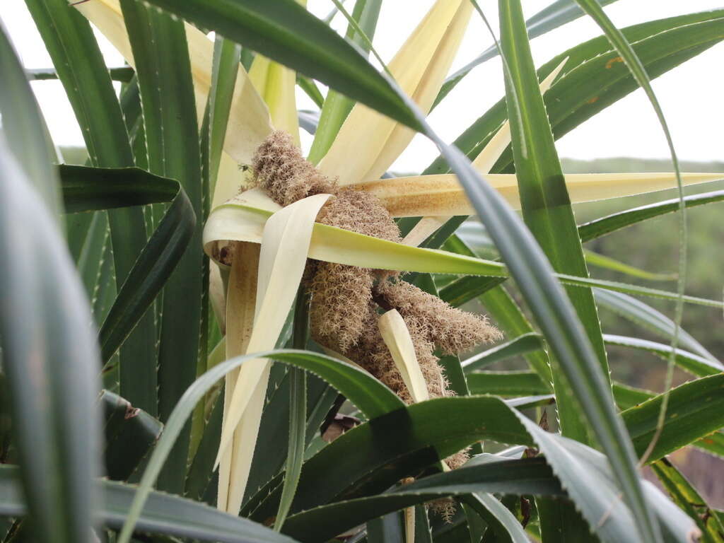 Image of Pandanus odorifer (Forssk.) Kuntze