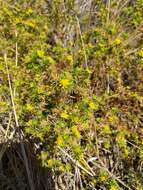 Image of common tarweed