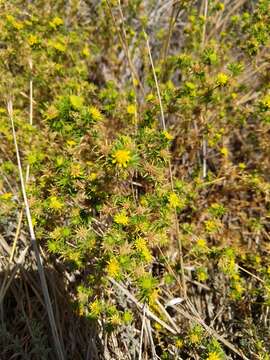 Image of common tarweed