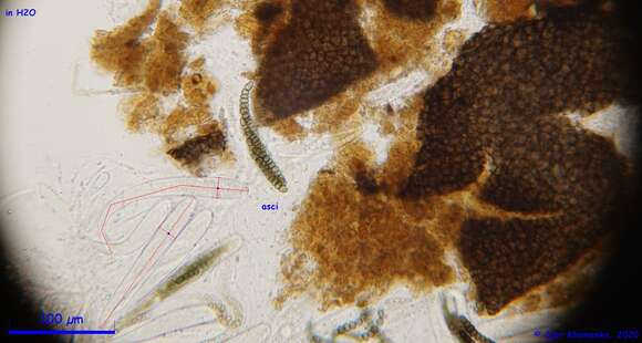 Sporormiella corynespora (Niessl) S. I. Ahmed & Cain 1972的圖片