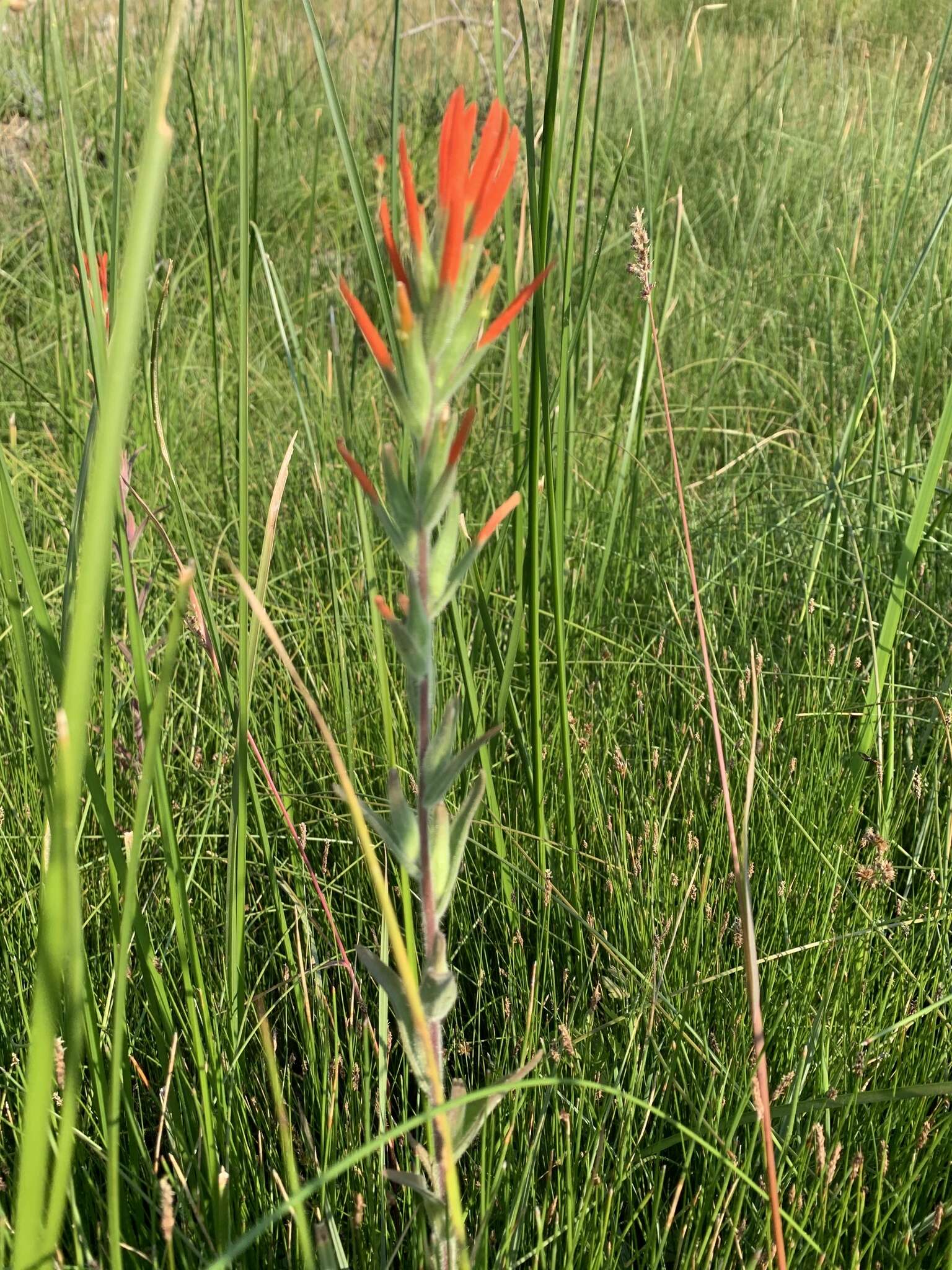 Image of Castilleja minor var. exilis (A. Nelson) J. M. Egger