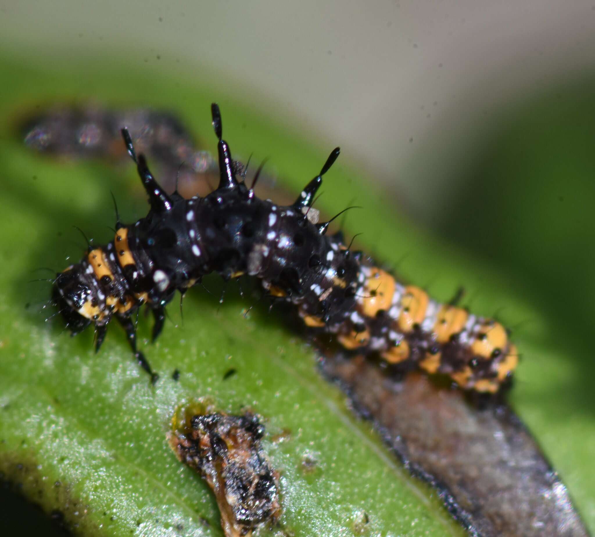 Image de Cydosia nobilitella Cramer 1779