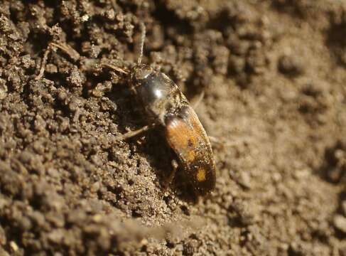 Plancia ëd Drasterius bimaculatus (Rossi 1790)