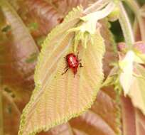 Слика од Henicolabus octomaculatus Voss 1925