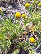 Image of South American rubberweed