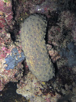 Image of Holothuria (Theelothuria) turriscelsa Cherbonnier 1980