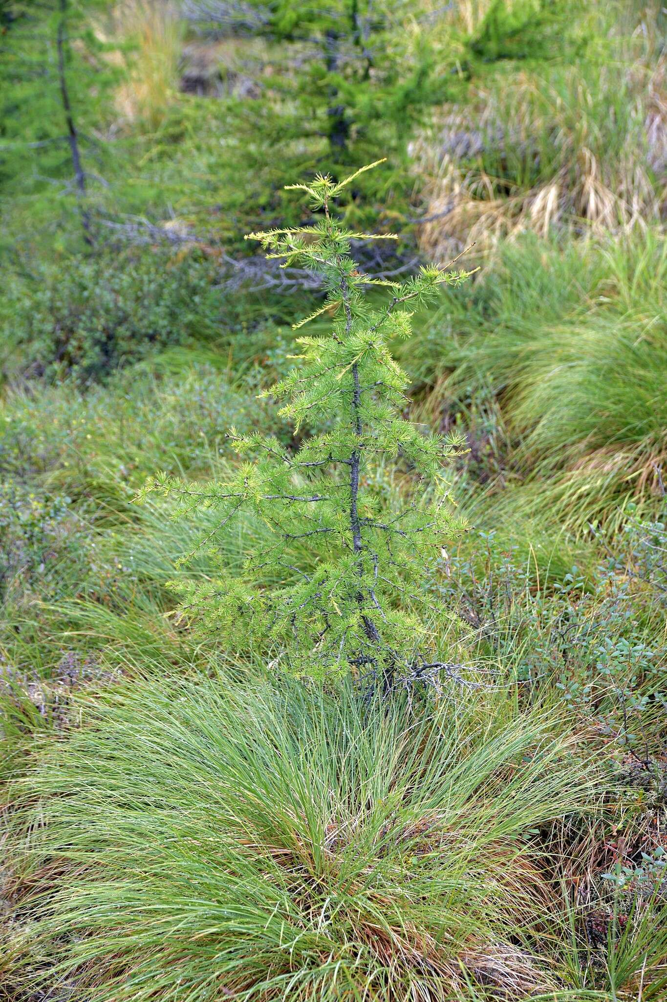 Imagem de Larix gmelinii var. gmelinii