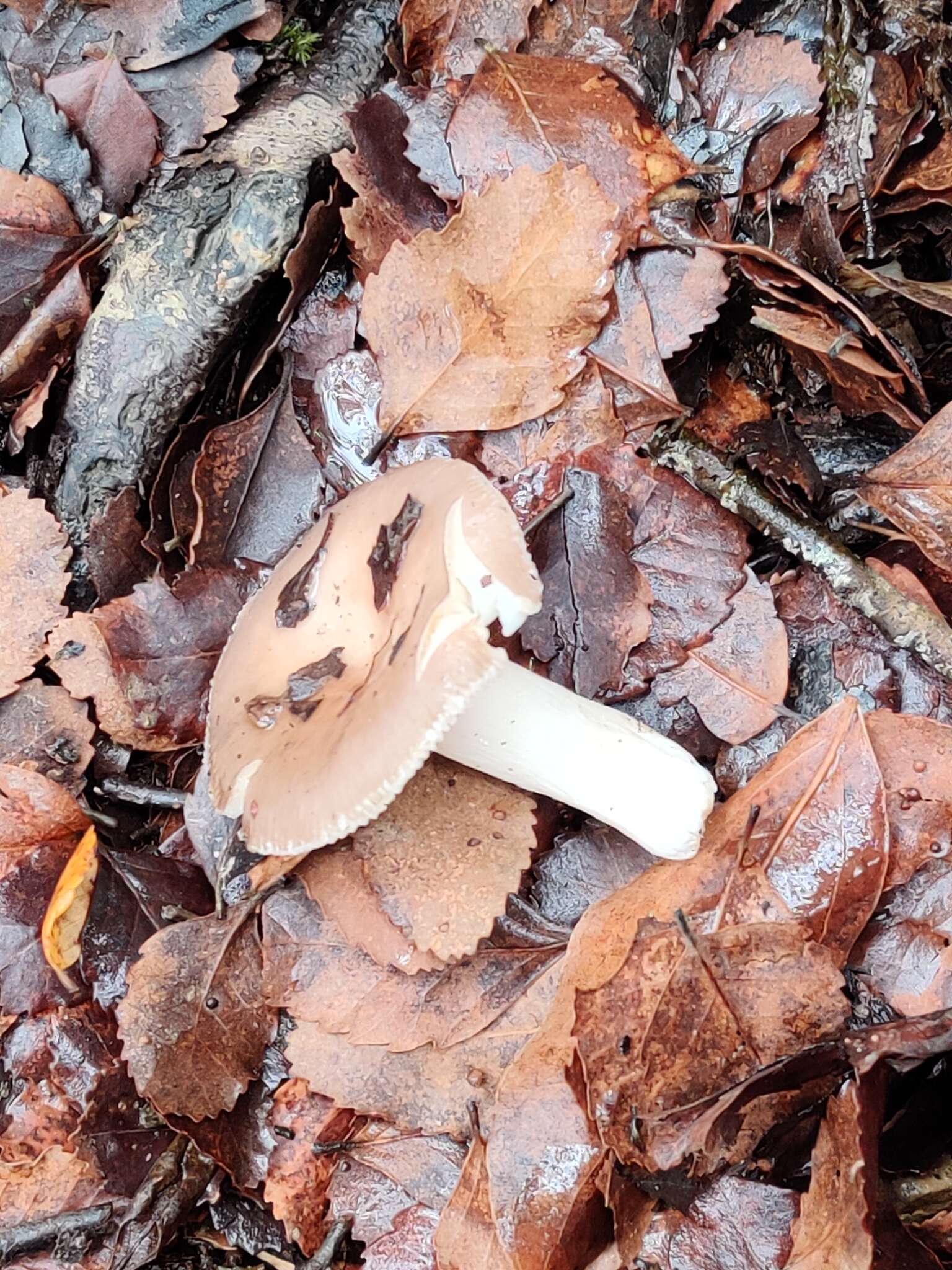 Image de Russula roseopileata McNabb 1973