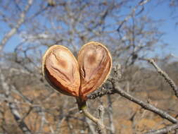 Imagem de Aspidosperma pyrifolium Mart.