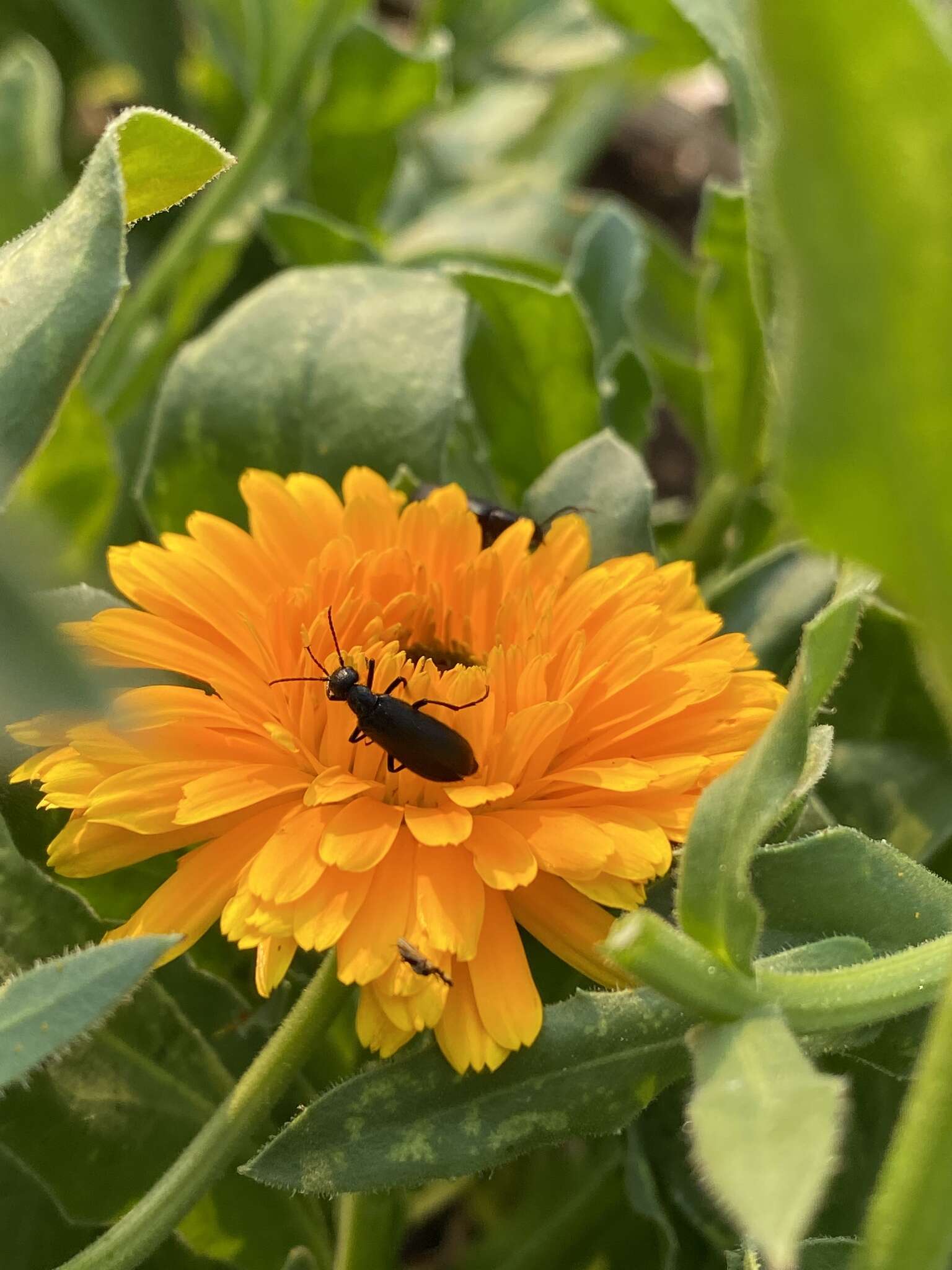 Image of Punctate Blister Beetle