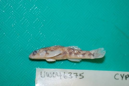 Image of Chinese False Gudgeon