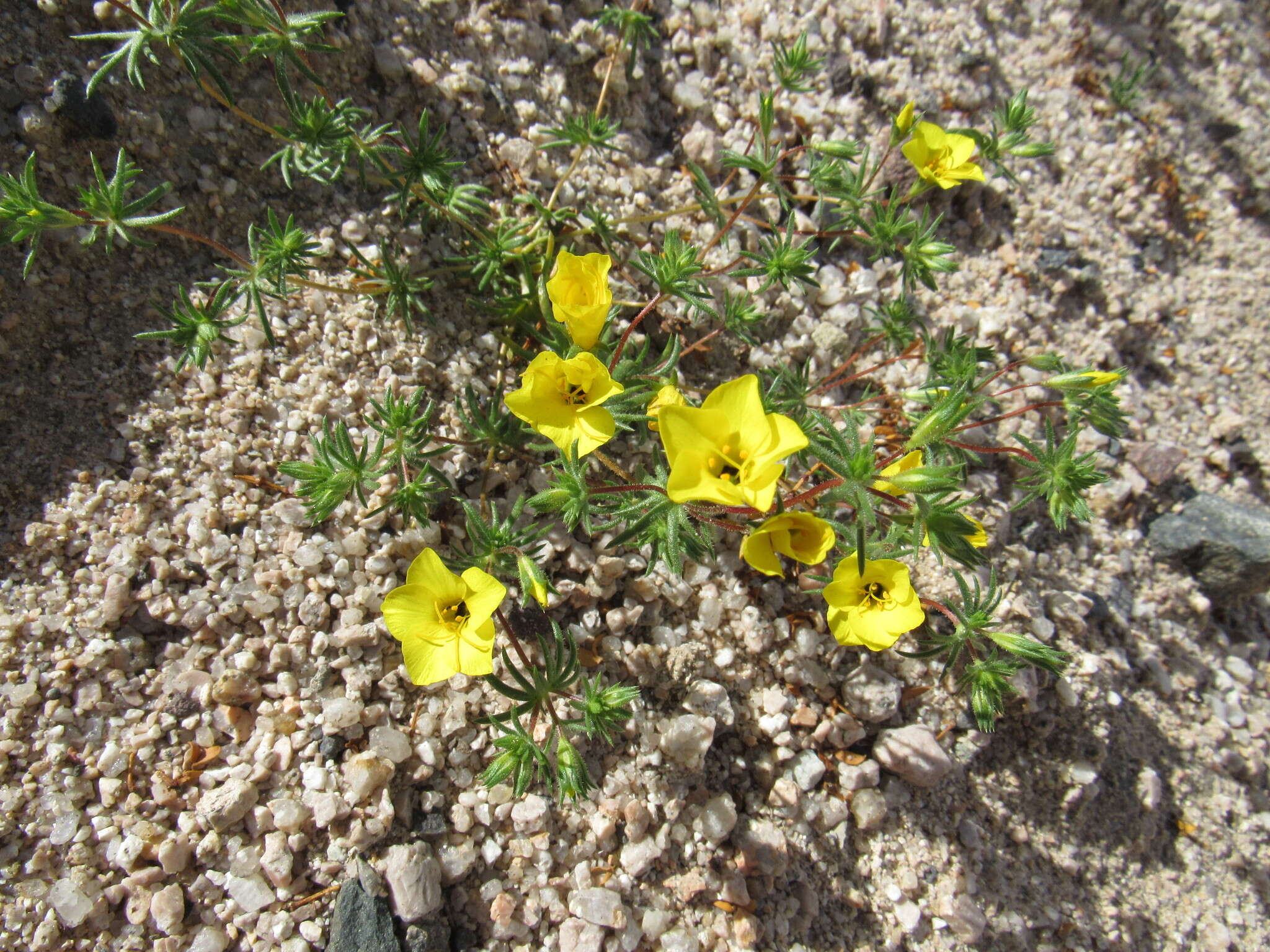 Image of golden linanthus