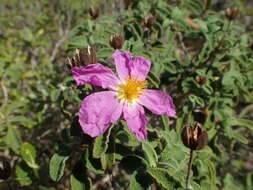 Image of hairy rockrose