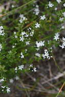 Image of Orianthera serpyllifolia (R. Br.) C. S. P. Foster & B. J. Conn