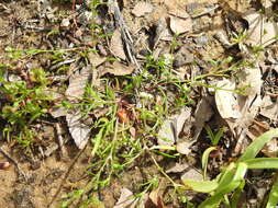 Image of Trailing Pearlwort