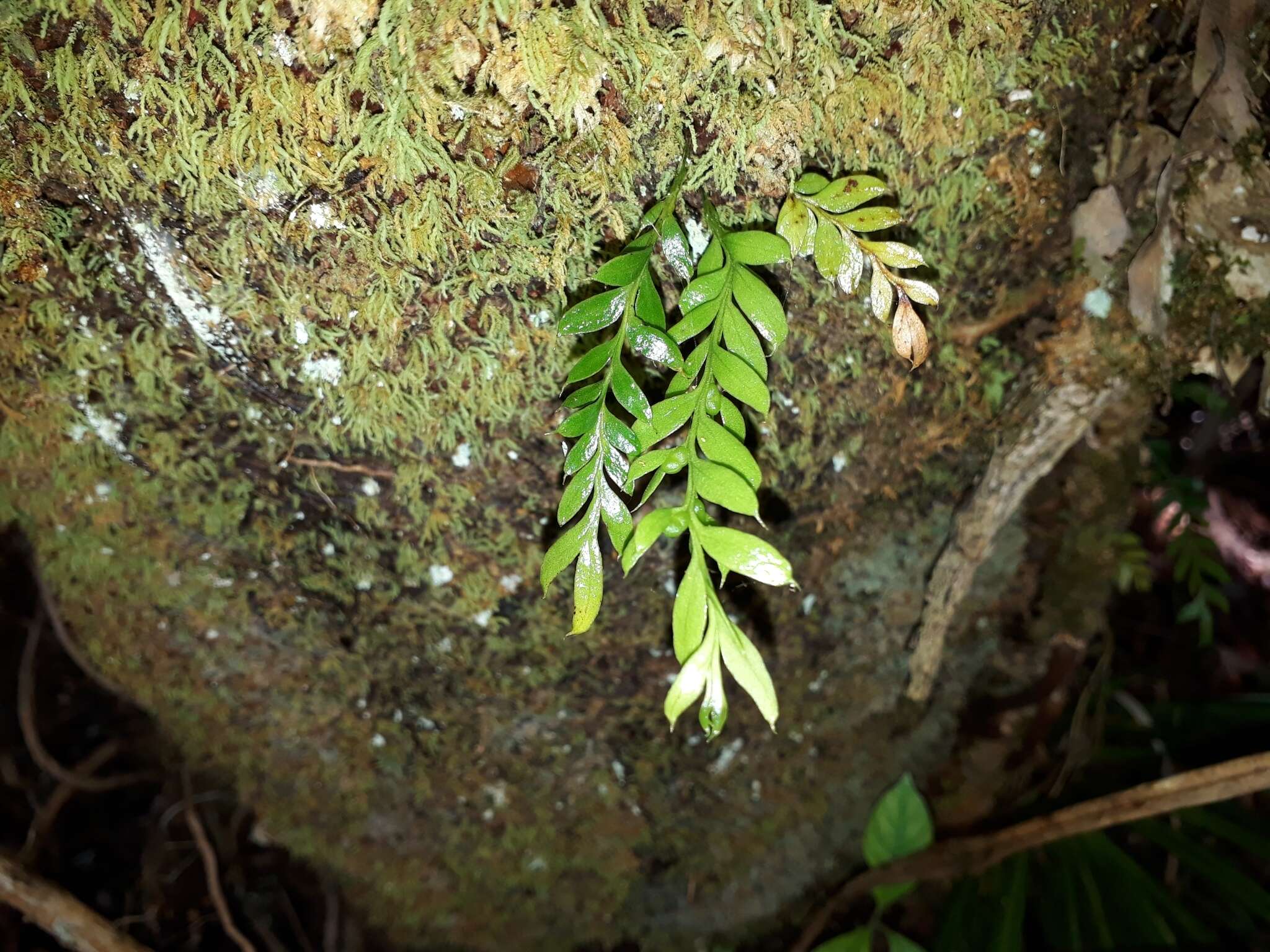 Image of Tmesipteris lanceolata Dangeard