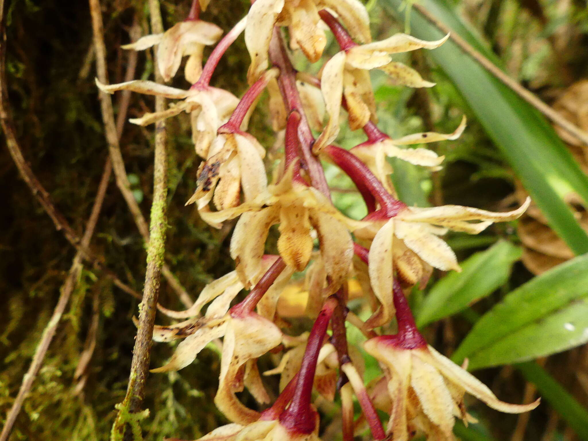 Image of Xylobium leontoglossum (Rchb. fil.) Benth. ex Rolfe