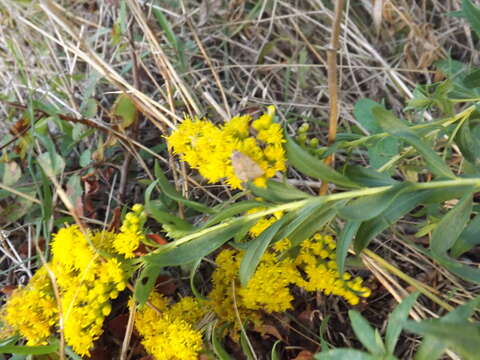 Image of Canada goldenrod