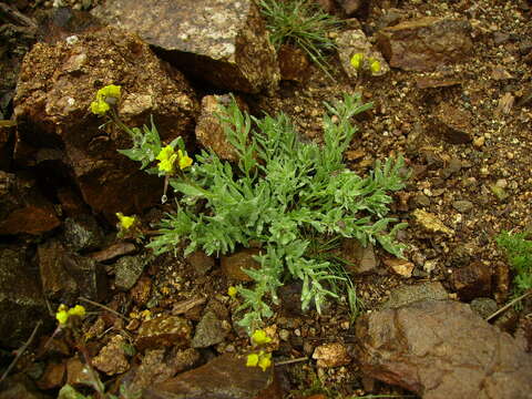 Image of Linaria amethystea subsp. multipunctata (Brot.) Chater & D. A. Webb