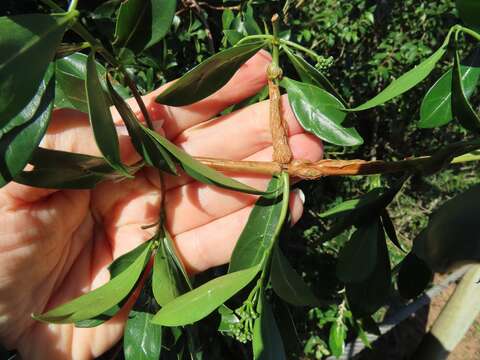 Image of Climbing butterspoon