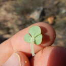 Image of Oxalis pulchella var. tomentosa Sond.