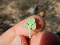 Sivun Oxalis pulchella var. tomentosa Sond. kuva