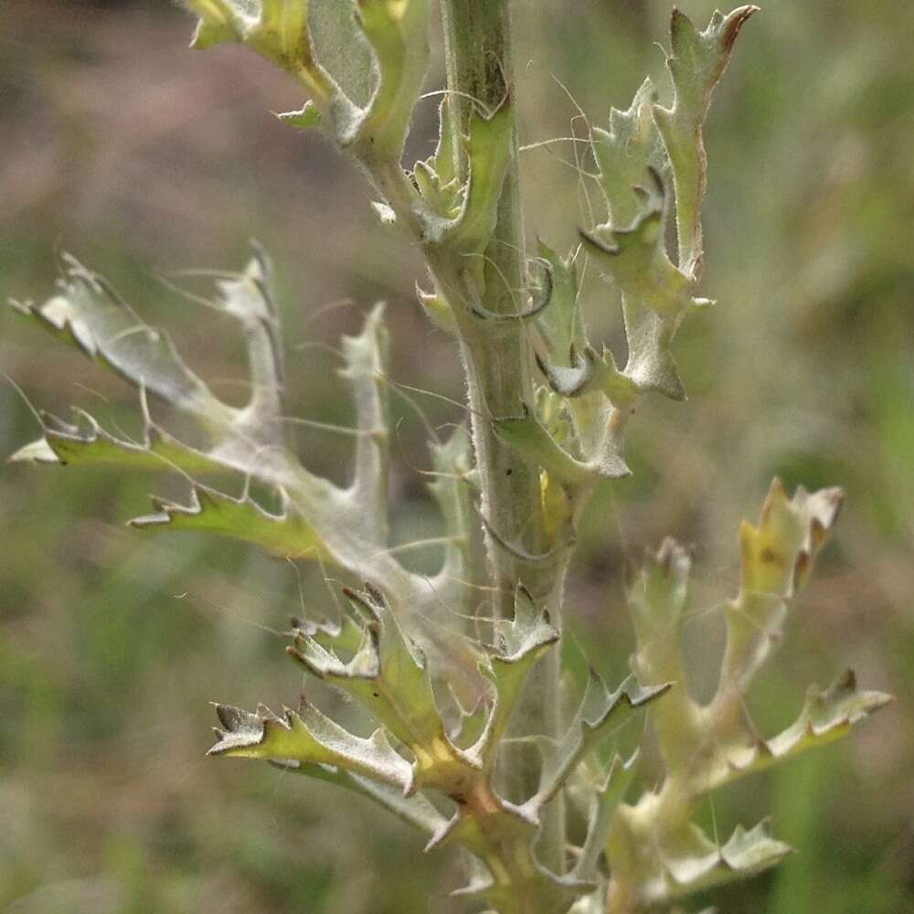 Imagem de <i>Adenophyllum <i>porophyllum</i></i> var. porophyllum