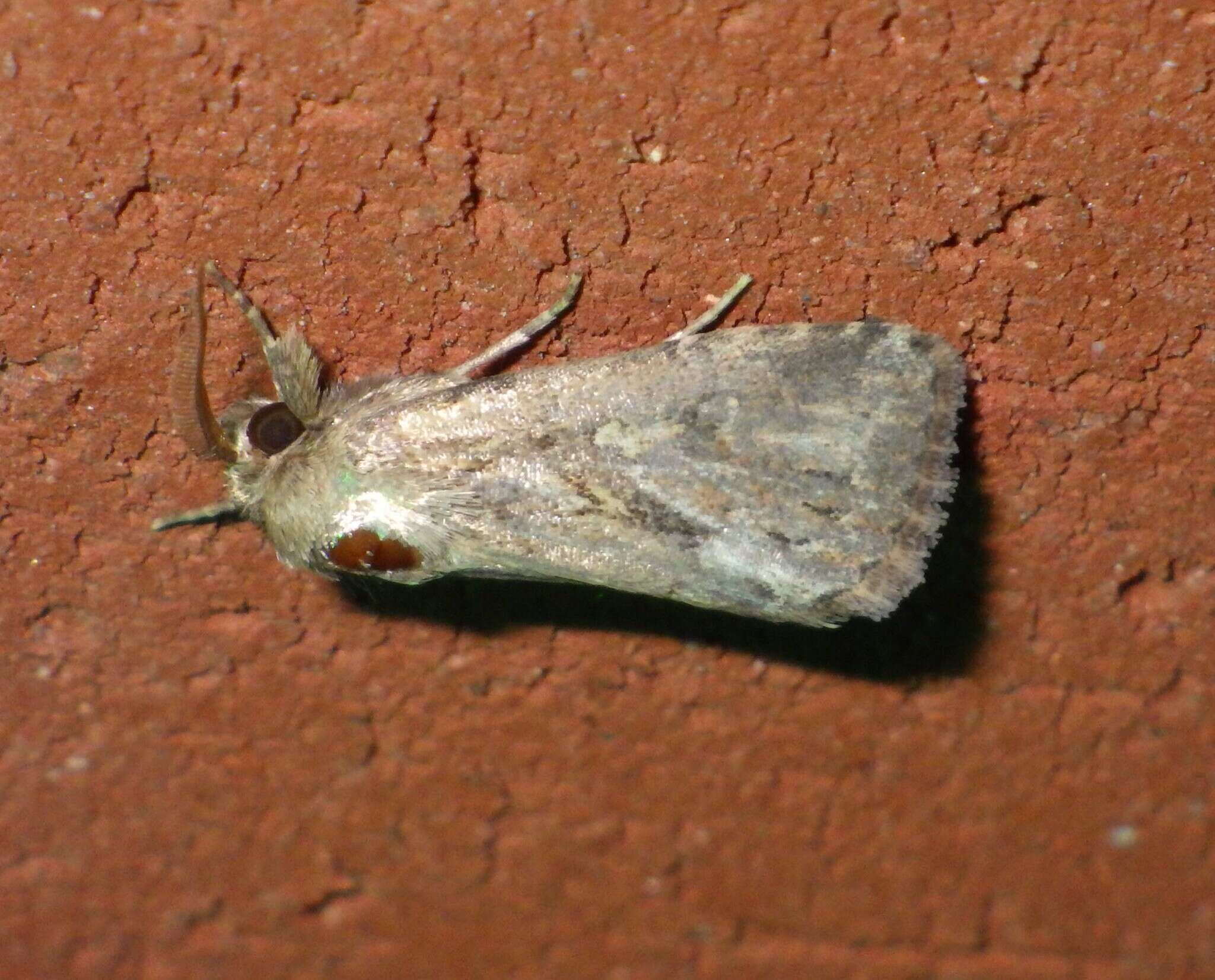 Image of Spodoptera depravata Butler 1879