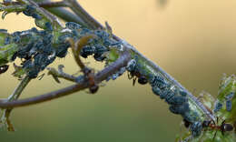 صورة Aphis (Aphis) clematidis Koch & C. L. 1854