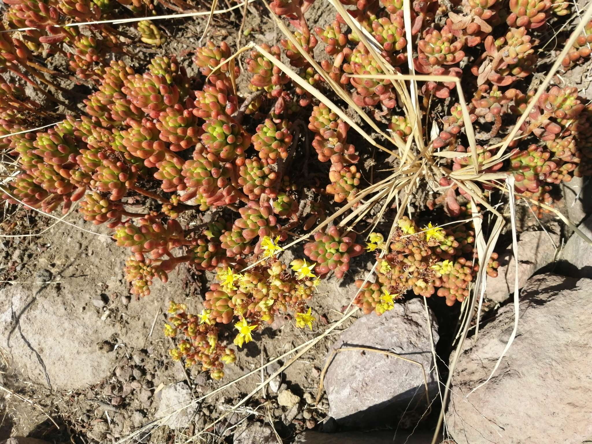 Sedum rubrotinctum R. T. Clausen resmi