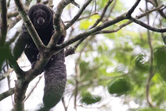 Image of Geoffroy’s Monk Saki