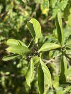 Plancia ëd Barleria prionitis subsp. delagoensis (Obermeyer) R. K. Brummitt & J. R. I. Wood