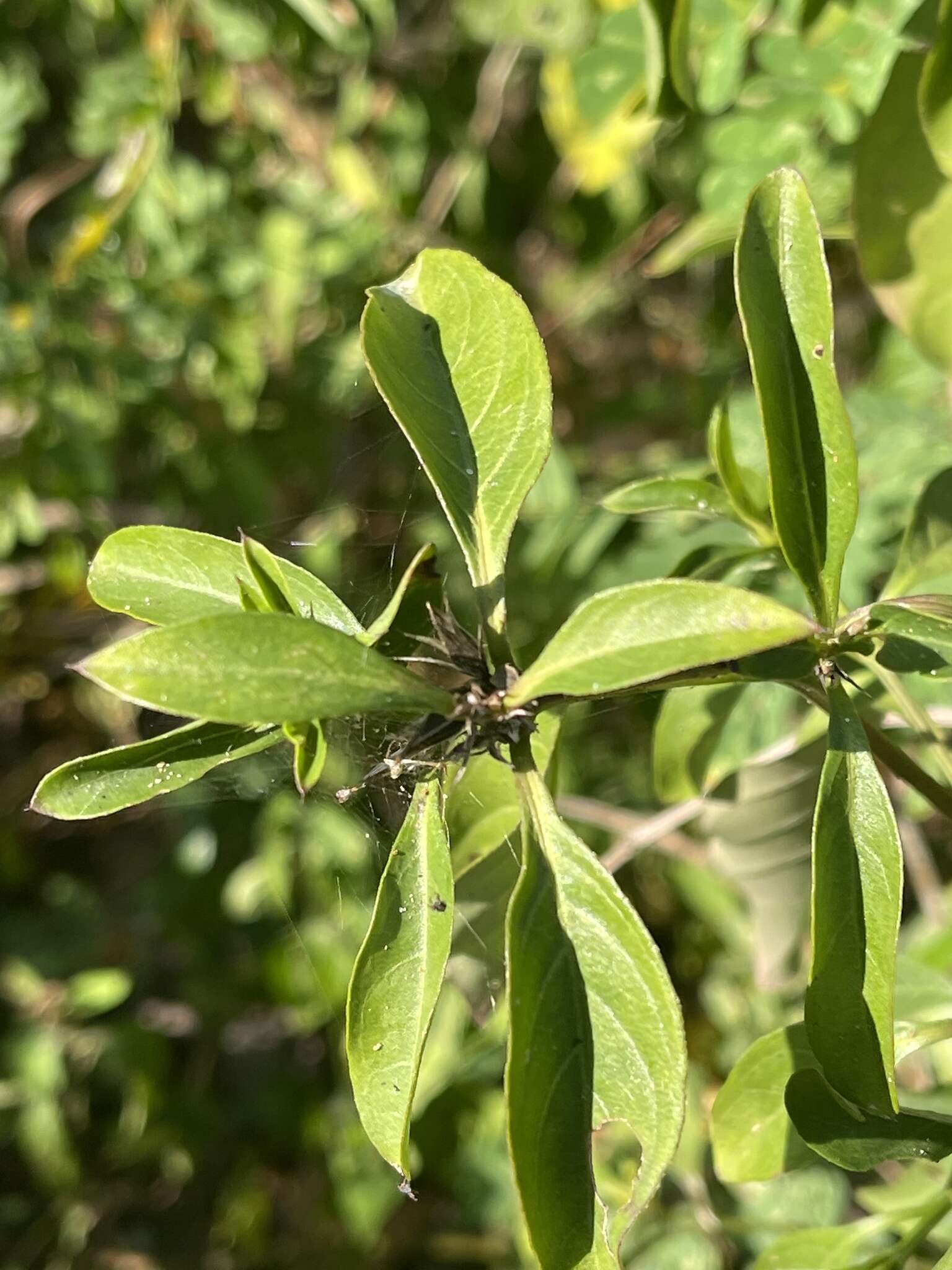 صورة Barleria prionitis subsp. delagoensis (Obermeyer) R. K. Brummitt & J. R. I. Wood