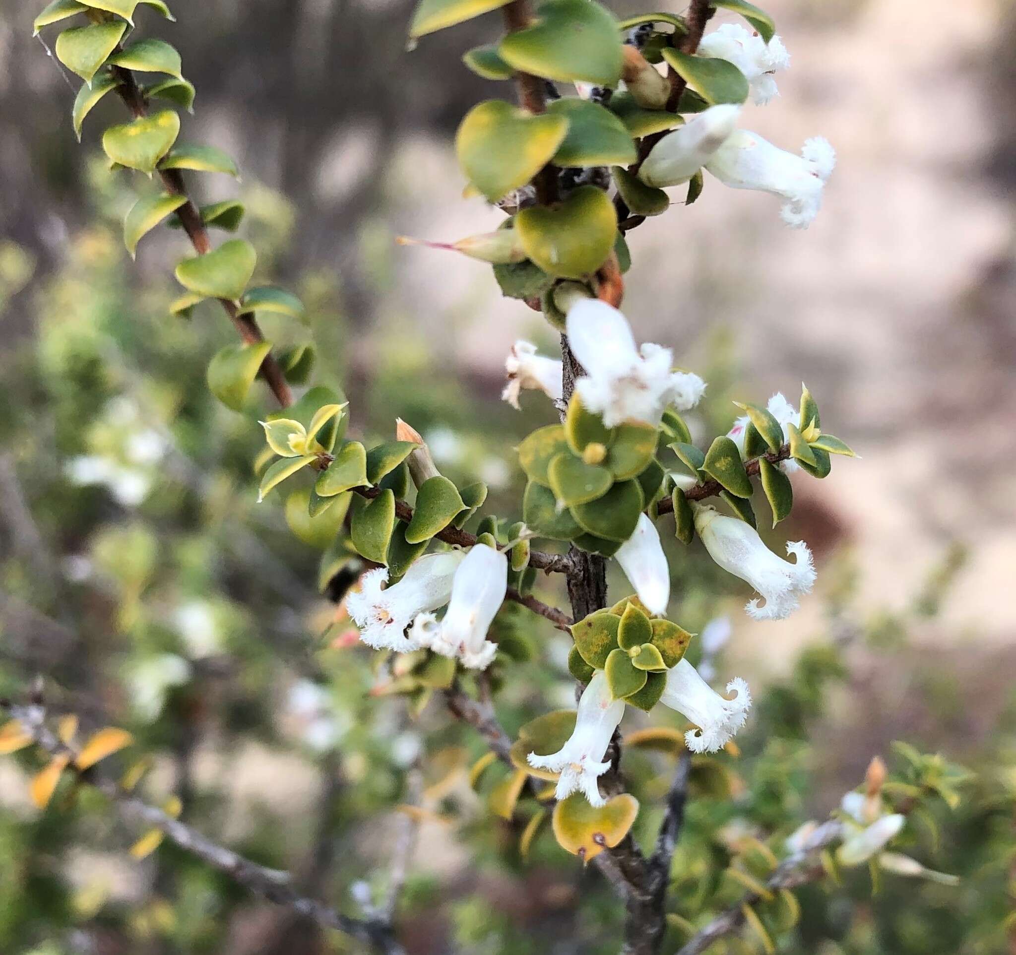 Image of Leucopogon cordifolius Lindl.