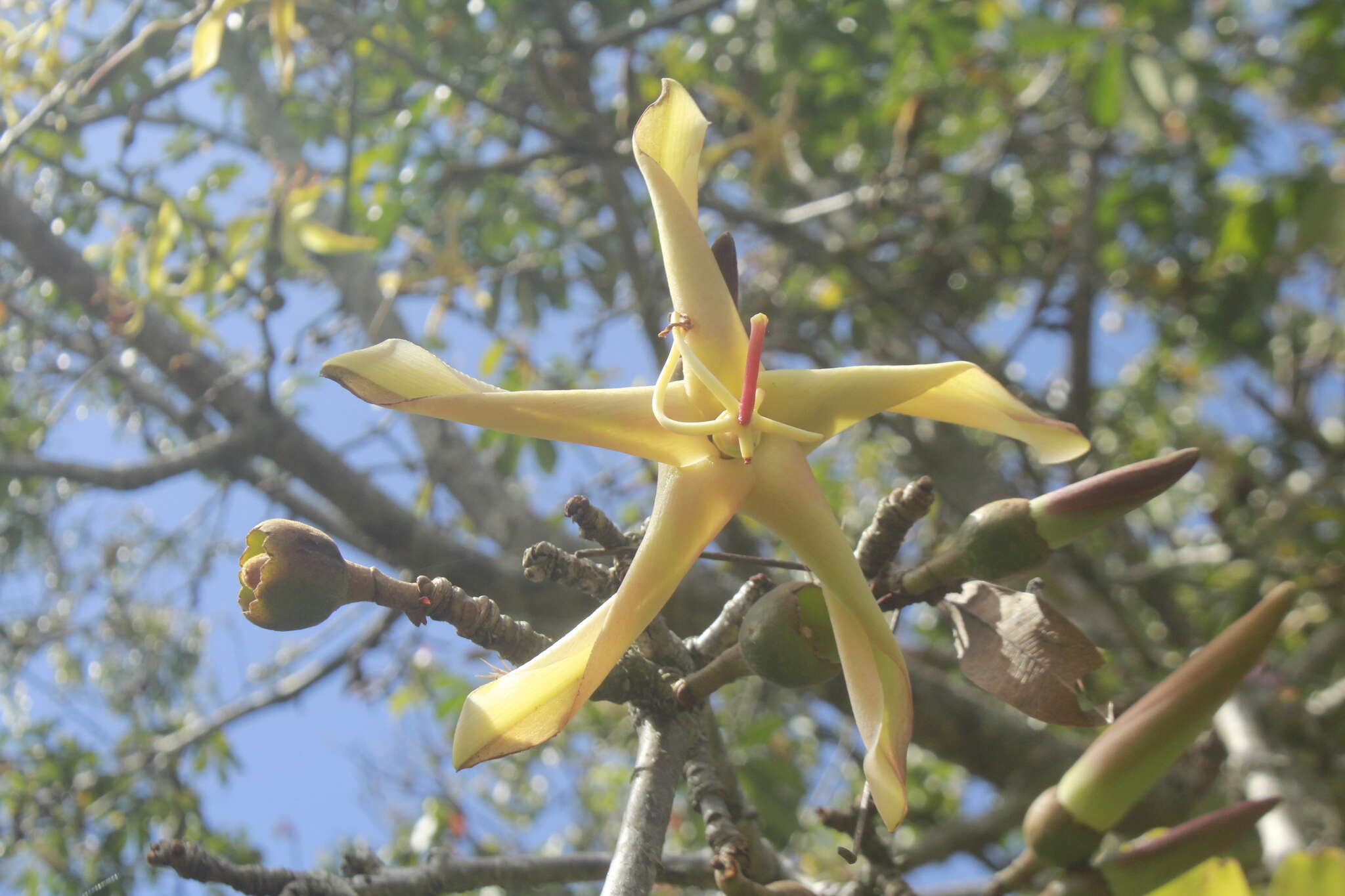 Sivun Spirotheca rosea (Seem.) P. E. Gibbs & W. S. Alverson kuva