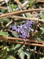 Image of Ceanothus divergens var. occidentalis (Mc Minn) D. O. Burge