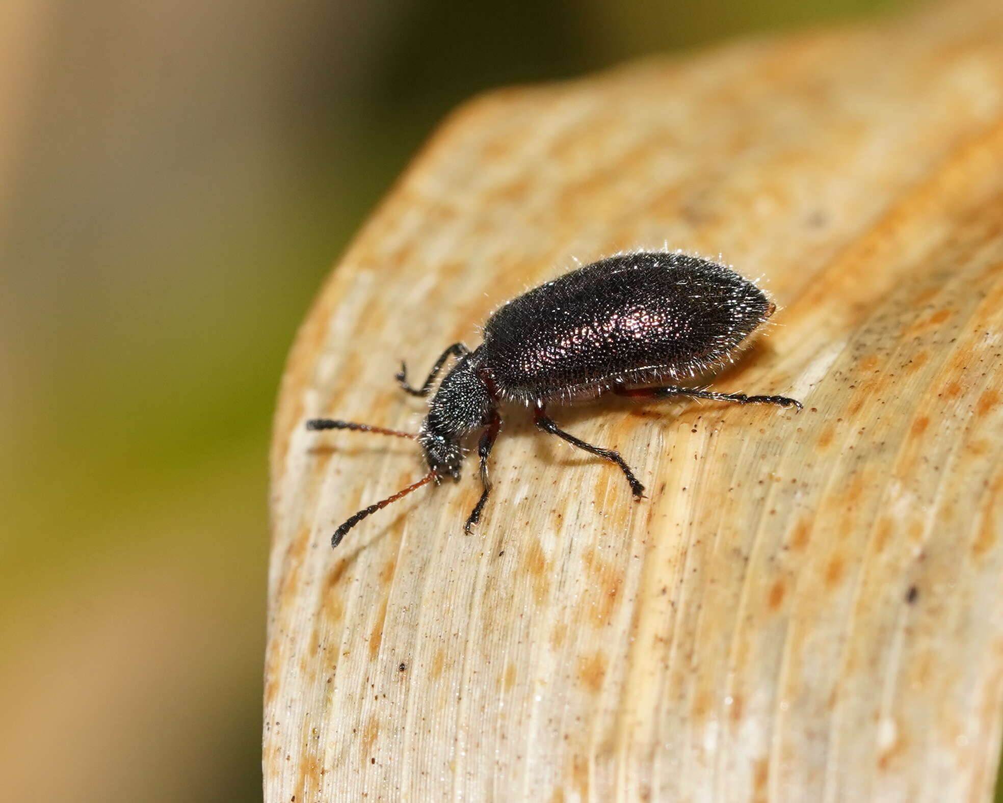 Image of Lagria cyanea