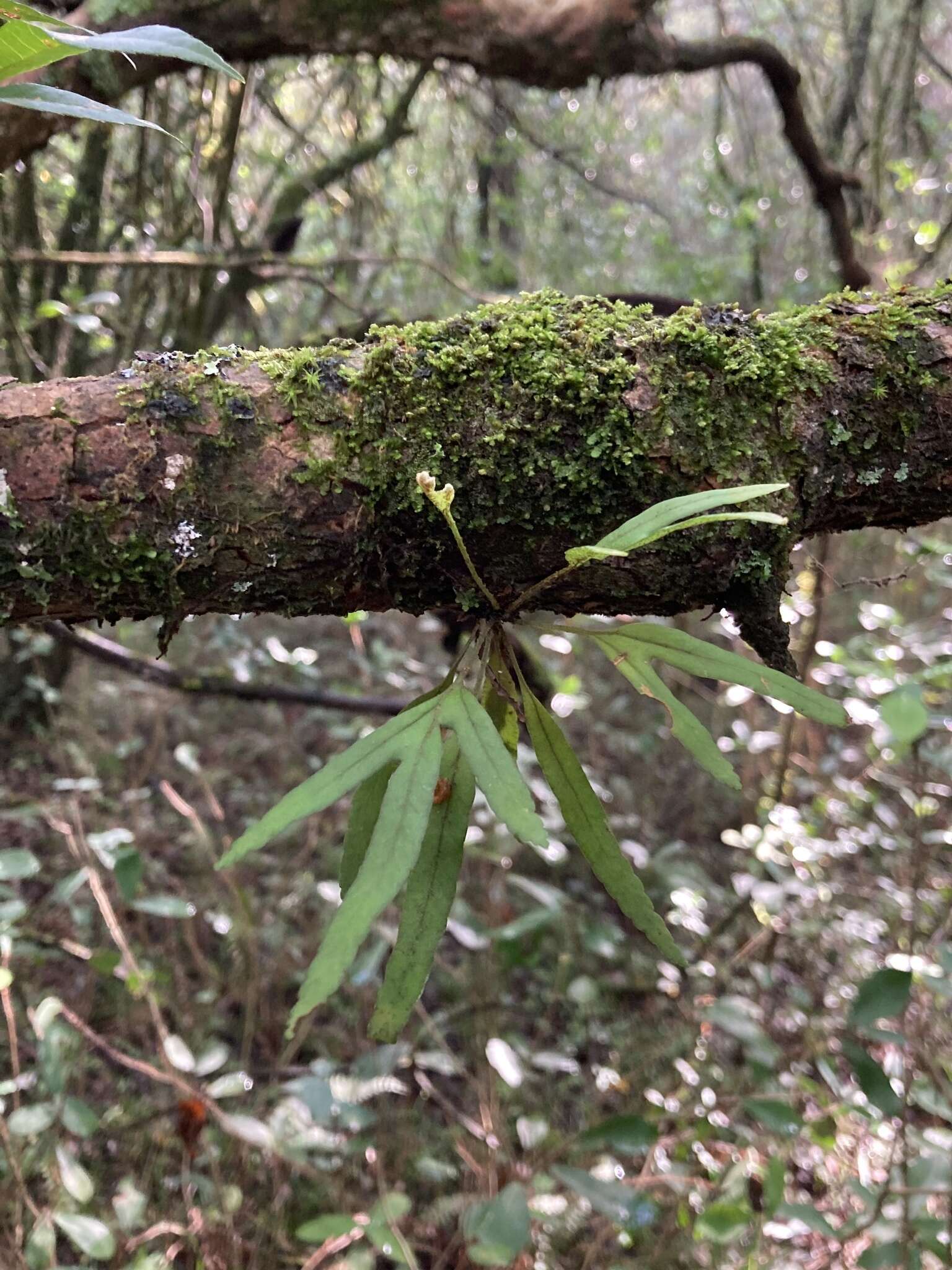 Image de Pleopeltis pleopeltifolia (Raddi) Alston