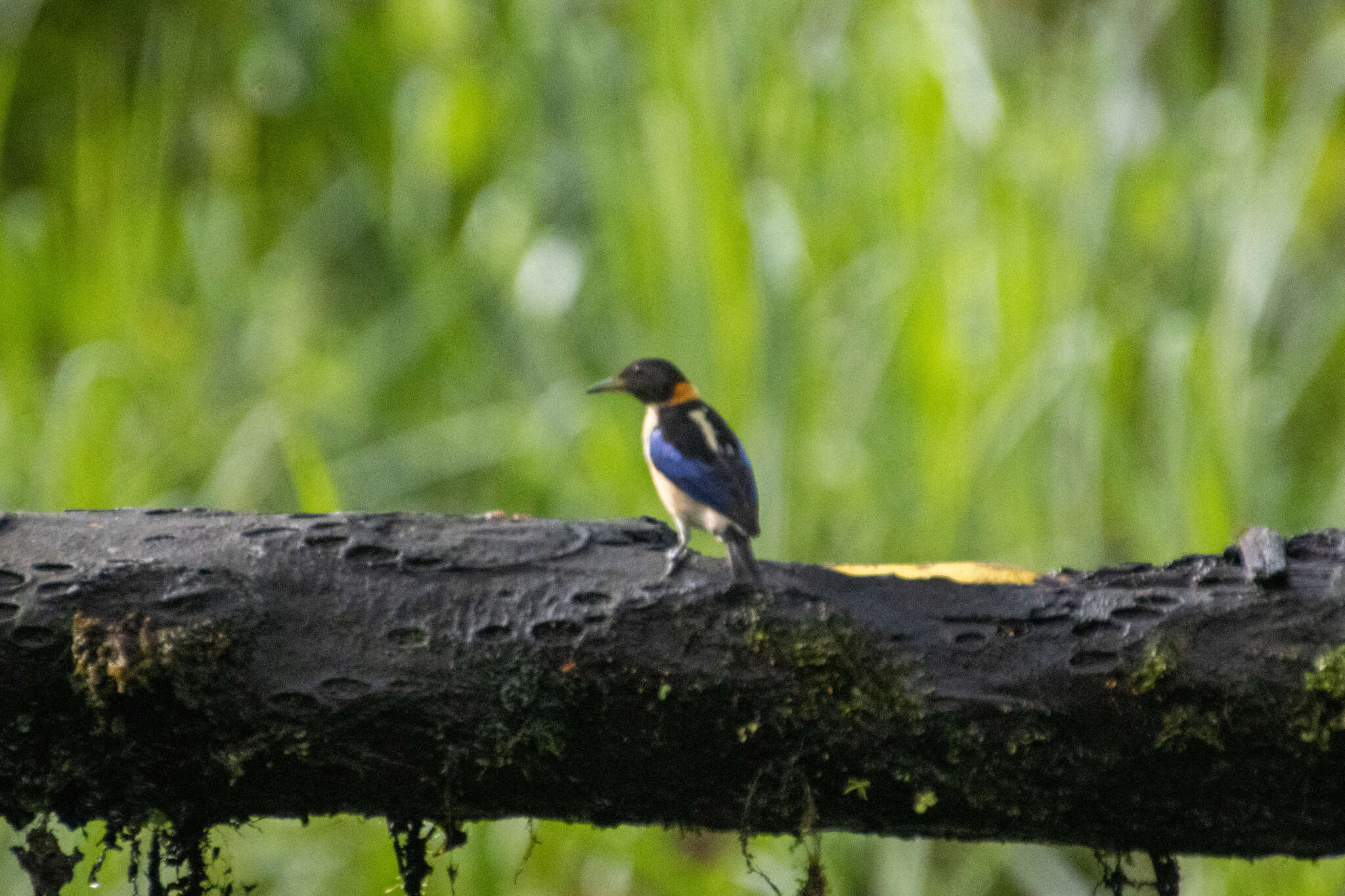 صورة Iridophanes Ridgway 1901