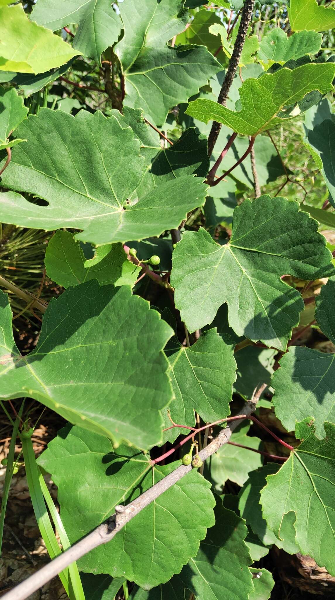 Image de Ampelopsis humulifolia Bge.